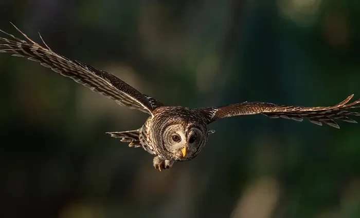 A Small Act of Kindness on Route 194: How a Community Helped Save a Barred Owl