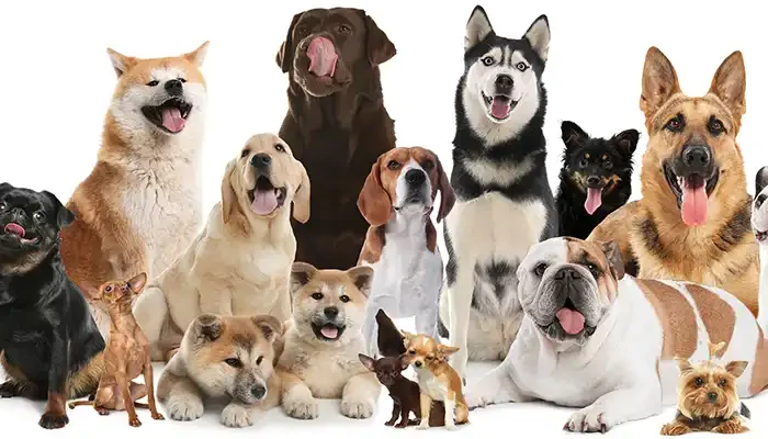 A Big Thank You to the South Carroll High School Leo Club!