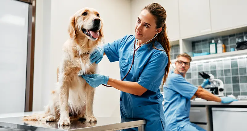 lorem-ipsum-dolor-sit-amet-2