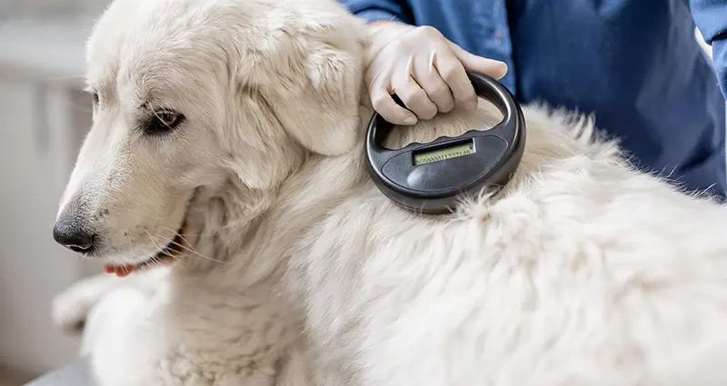 Pet Microchip
