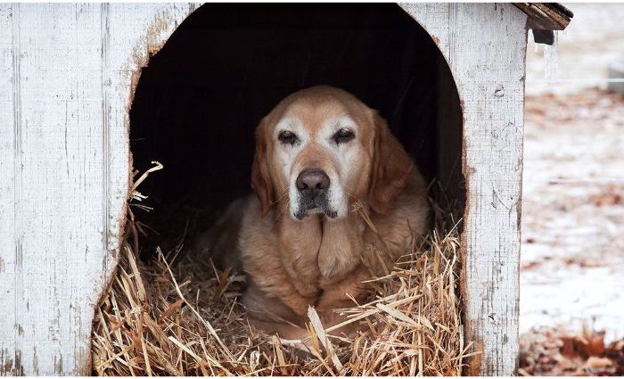Cold Weather Dog Sheltering