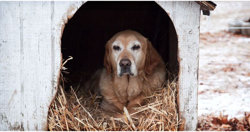 cold-weather-dog-sheltering