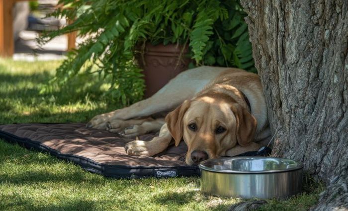 Hot Weather Dog Sheltering