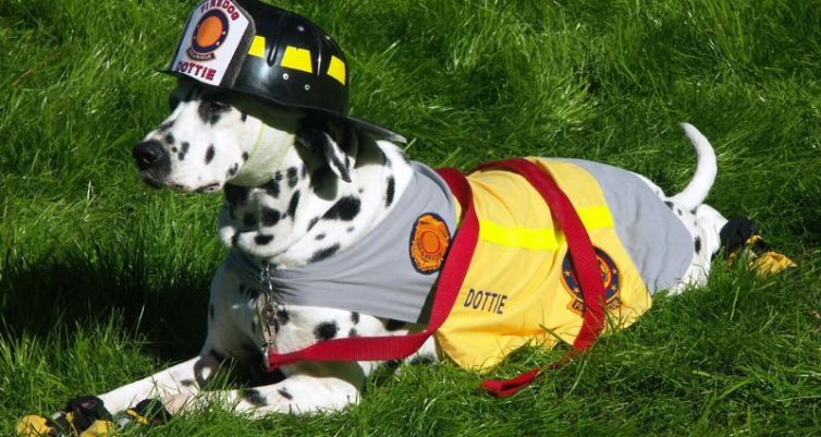 Domestic Pet House Fire Safety