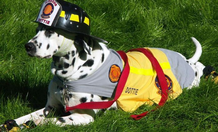Domestic Pet House Fire Safety