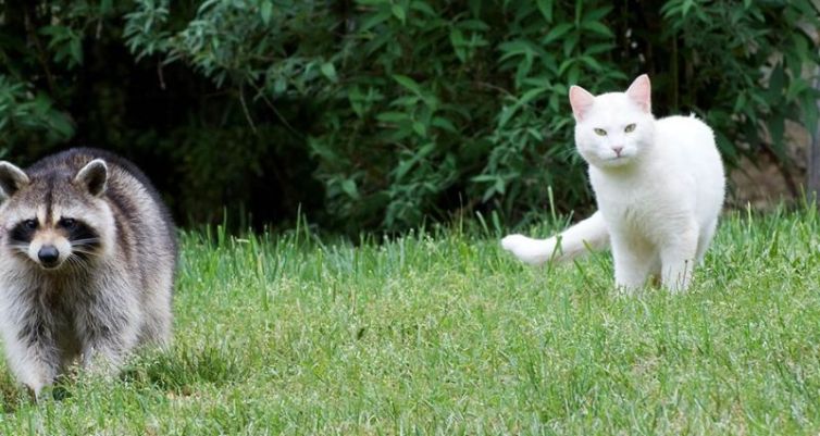 Understanding Rabies: The Link Between Wildlife and Domestic Pets