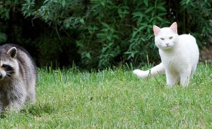 Understanding Rabies: The Link Between Wildlife and Domestic Pets