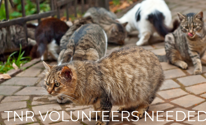 HSCC Recruits TNR Volunteers