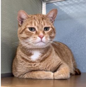 Alfie. Orange cat. Has been adopted.