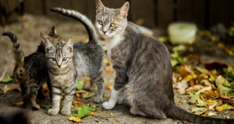 One Cat Can Become 60: How TNR Prevents Overpopulation and Saves Lives