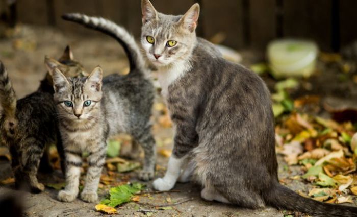 One Cat Can Become 60: How TNR Prevents Overpopulation and Saves Lives