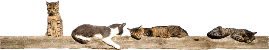 Barn Cats