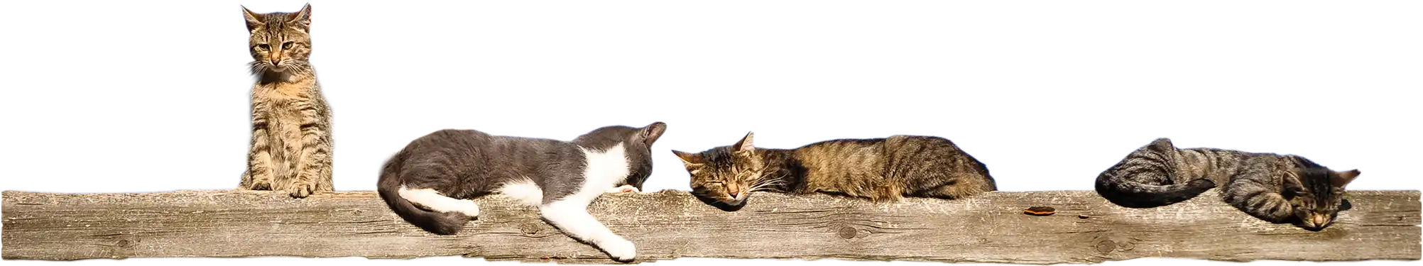 Barn Cats