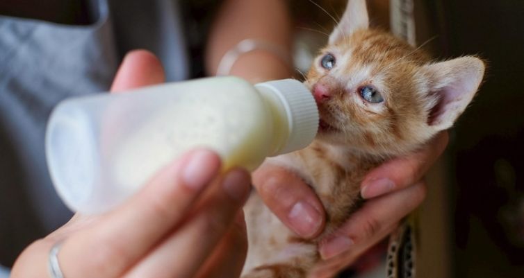 How 100 Foster Families = Lifesaving Impact