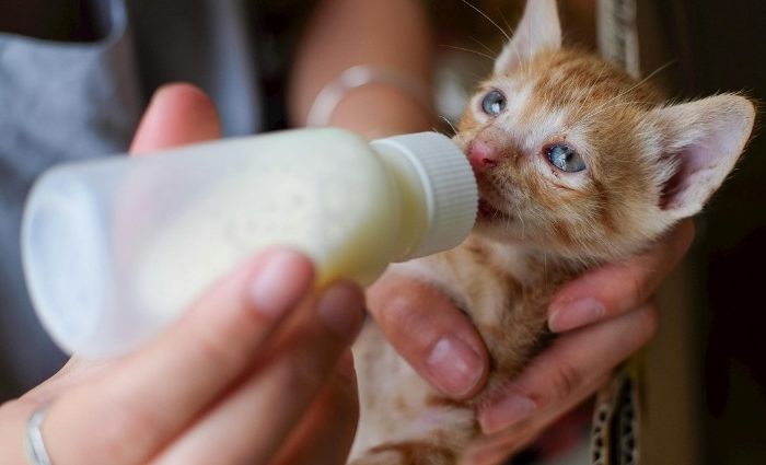 How 100 Foster Families = Lifesaving Impact