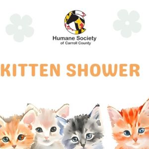 Kitten Shower Invitation