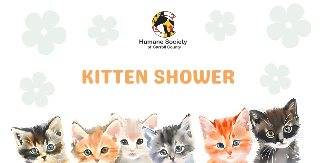Kitten Shower Invitation