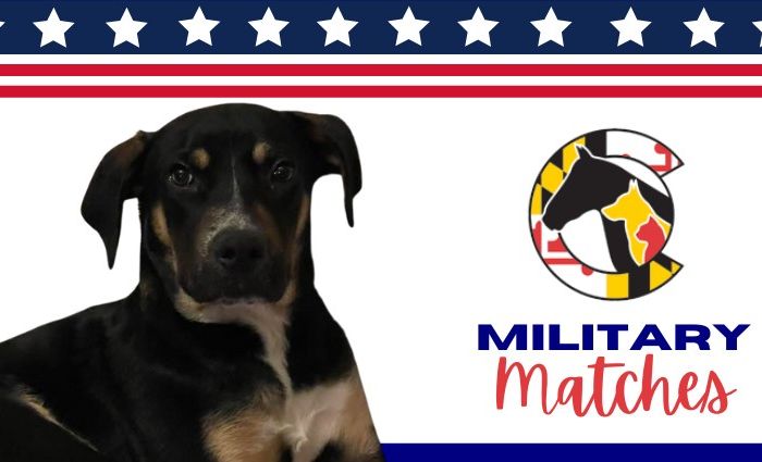 Veterans Continue to Save Lives Through Adoption