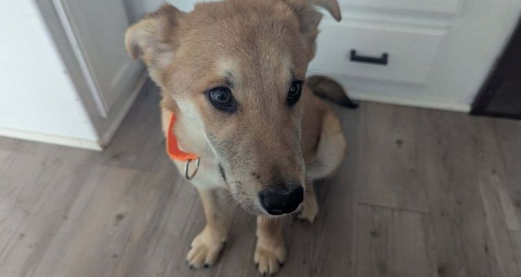 Happy Tails: Broomstick!