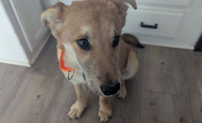 Happy Tails: Broomstick!