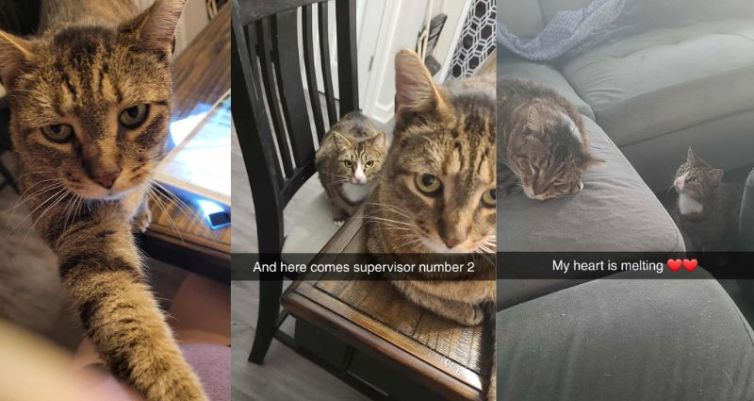 Happy Tails: Monsieur