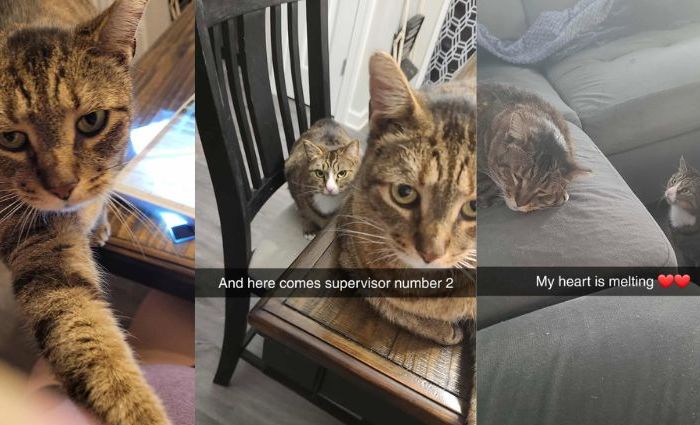 Happy Tails: Monsieur