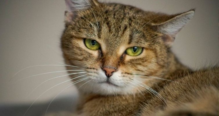 When Your Cat’s Behavior Changes, a Vet Visit May Be the First Step