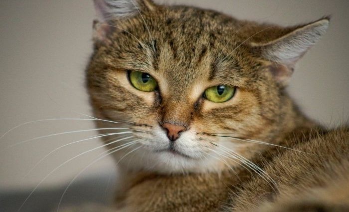 When Your Cat’s Behavior Changes, a Vet Visit May Be the First Step