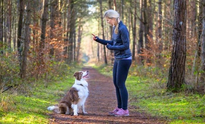 When Behavior Challenges Arise: Training and Support Before Rehoming a Pet