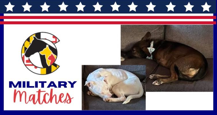 Honoring Service Through Companionship: Military Adoptions at HSCC