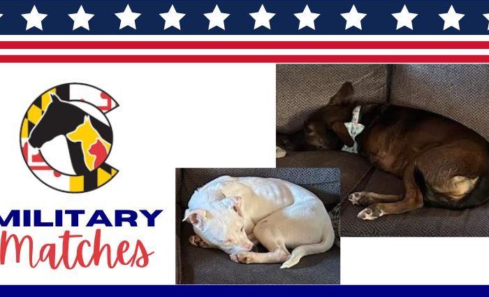 Honoring Service Through Companionship: Military Adoptions at HSCC