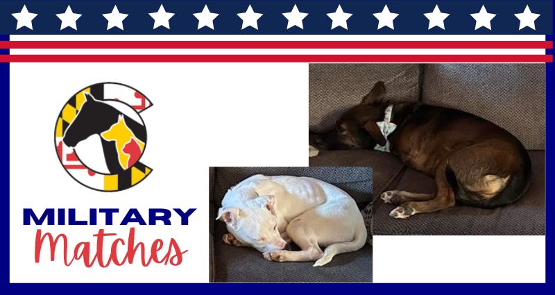 honoring-service-through-companionship-military-adoptions-at-hscc