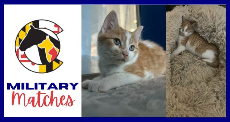 From Homeless Kitten to a Military Match