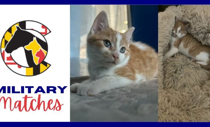 From Homeless Kitten to a Military Match