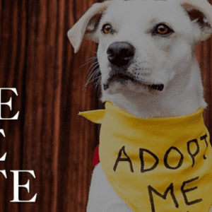 Flood Zone Adoption Event