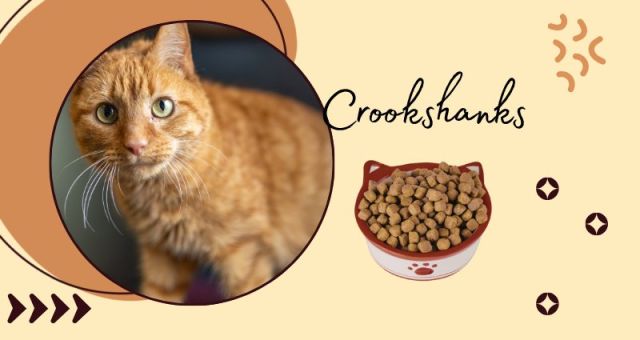 Crookshanks the orange cat with a bowl of food