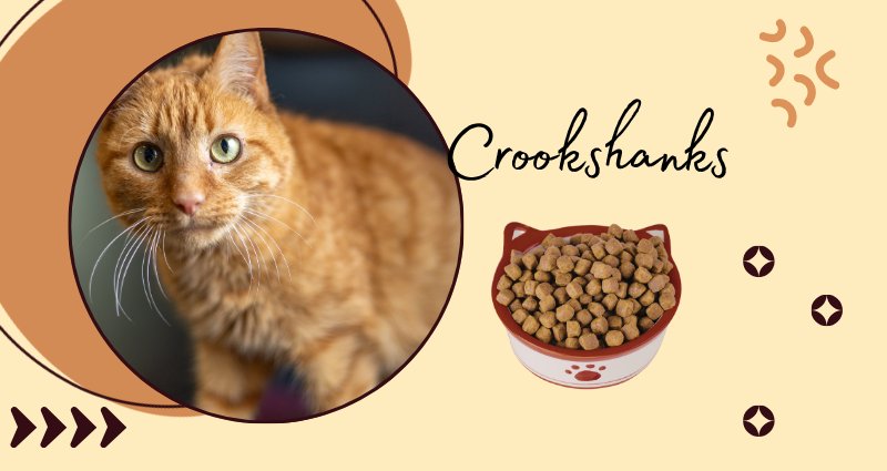 Crookshanks the orange cat with a bowl of food
