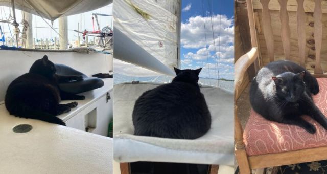 Pictures of Batman--now Toby. An adopted black cat on a boat, and at home in a chair,.