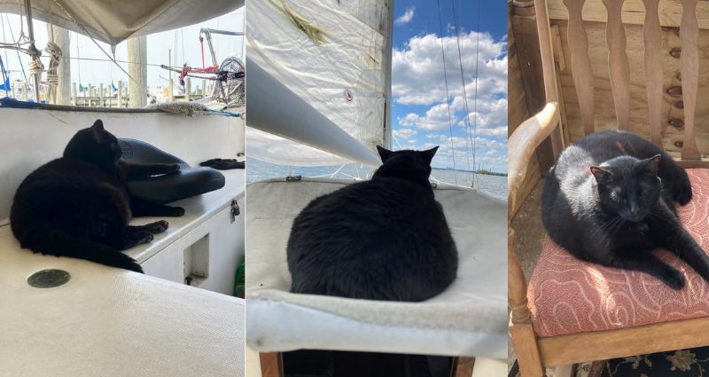 Pictures of Batman--now Toby. An adopted black cat on a boat, and at home in a chair,.