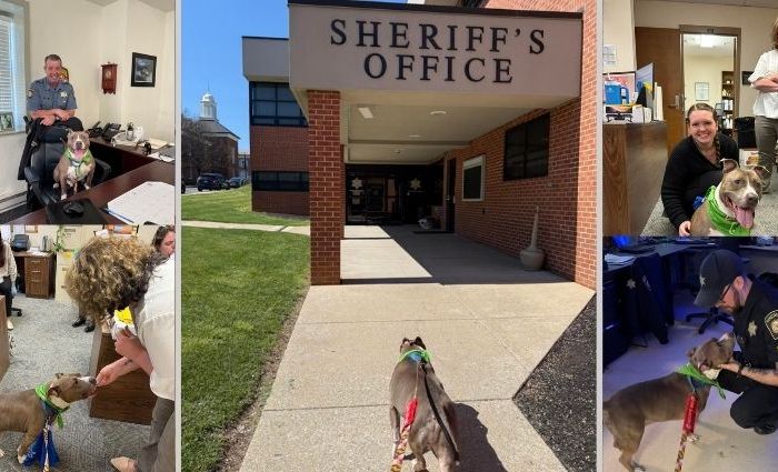 Doggy Day Out Report: Loki the Pit Bull