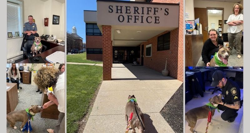 doggy-day-out-report-loki-the-pit-bull