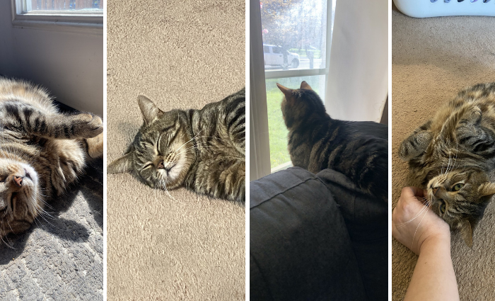 Happy Tails: Yam