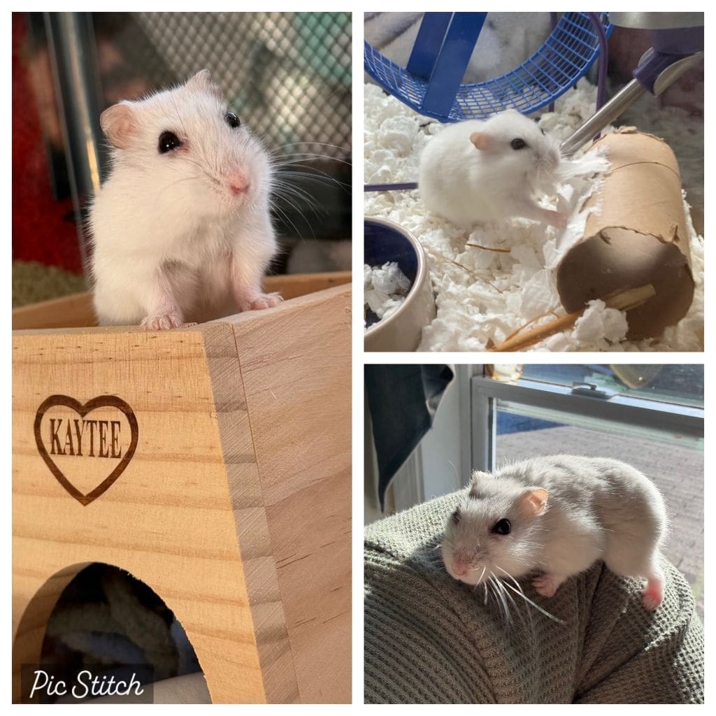 Ham the hamster. Sitting happily in his new home.