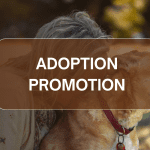 Adoption promotion banner for Humane Society of Carroll County, showing a person with a dog and a brown overlay reading ADOPTION PROMOTION.