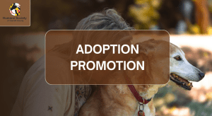 Adoption promotion banner for Humane Society of Carroll County, showing a person with a dog and a brown overlay reading ADOPTION PROMOTION.