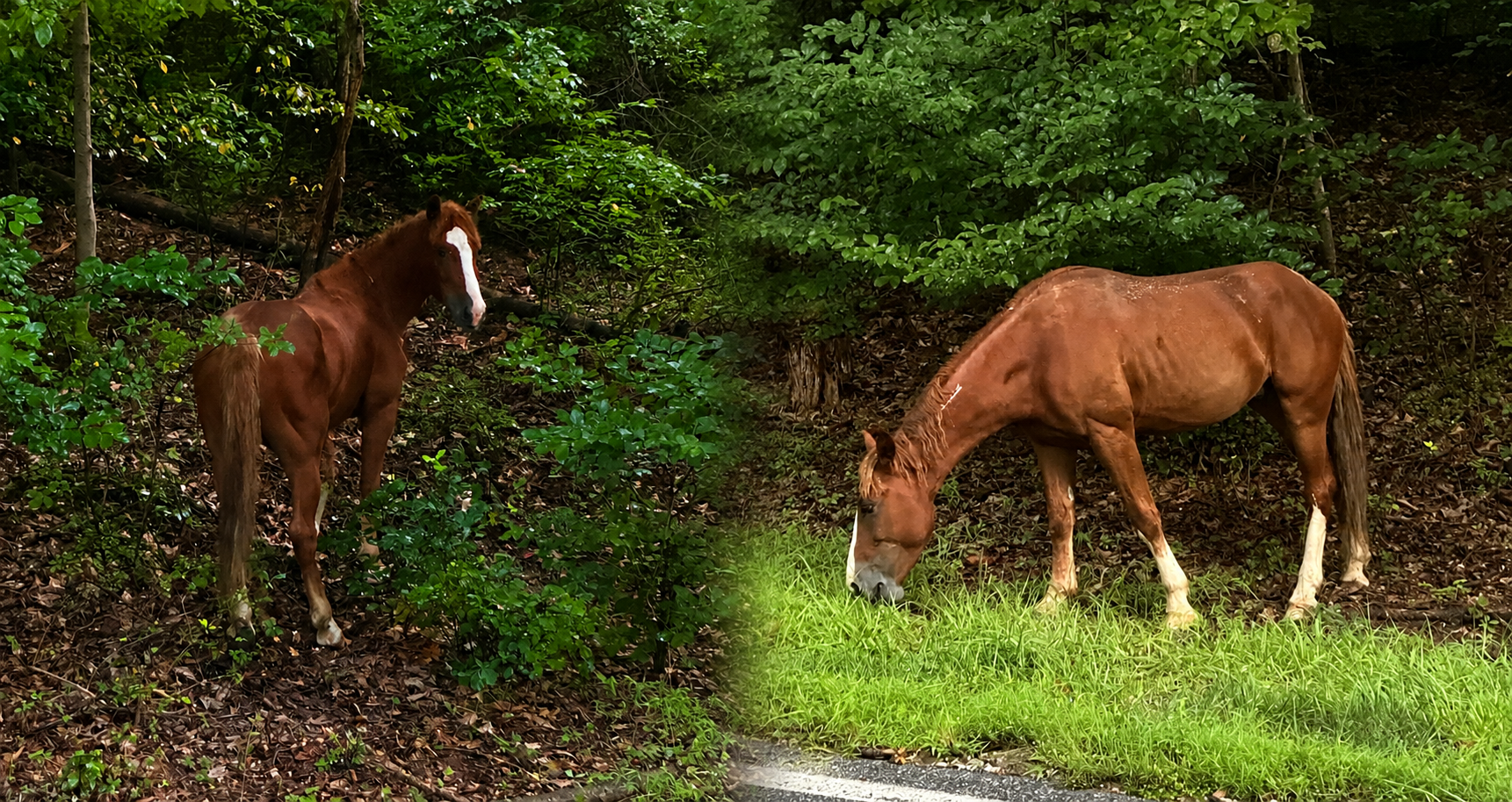 carroll-county-animal-control-media-statement